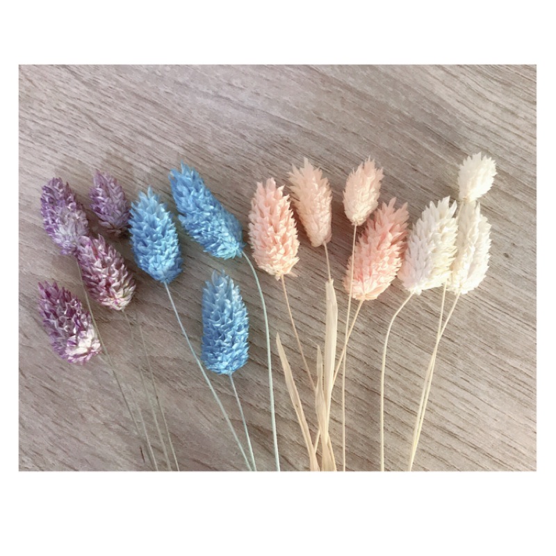 5花材 團購與ptt推薦 年7月 飛比價格