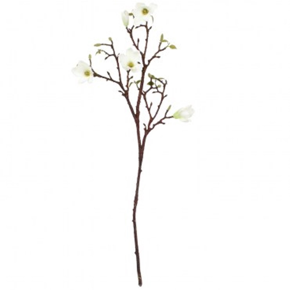 木蓮 團購與ptt推薦 年5月 飛比價格