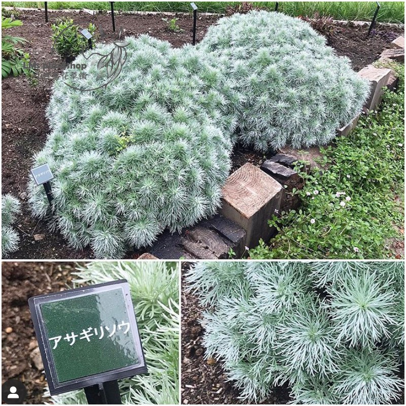 朝霧 團購與ptt推薦 年10月 飛比價格