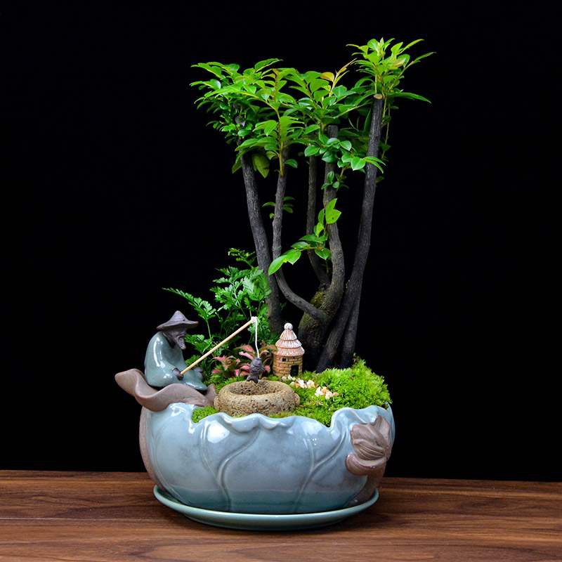 紫檀盆栽 團購與ptt推薦 年10月 飛比價格