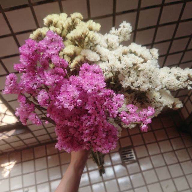 星辰花 團購與ptt推薦 年10月 飛比價格