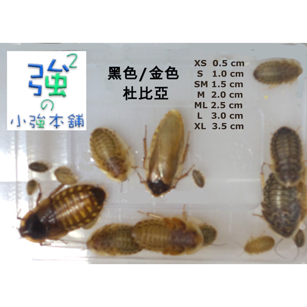 杜比亞 團購與ptt推薦 年11月 飛比價格