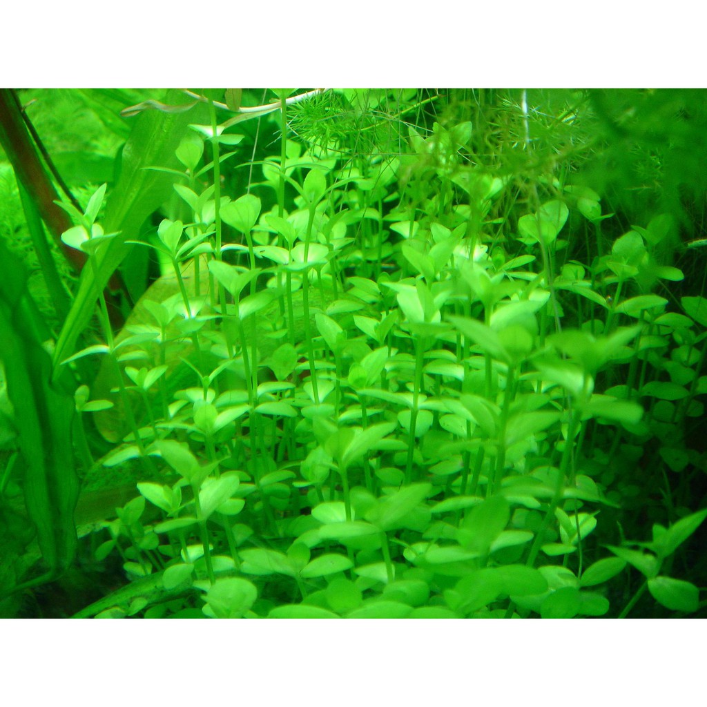 水草爆缸 迷你虎耳 蝦皮購物