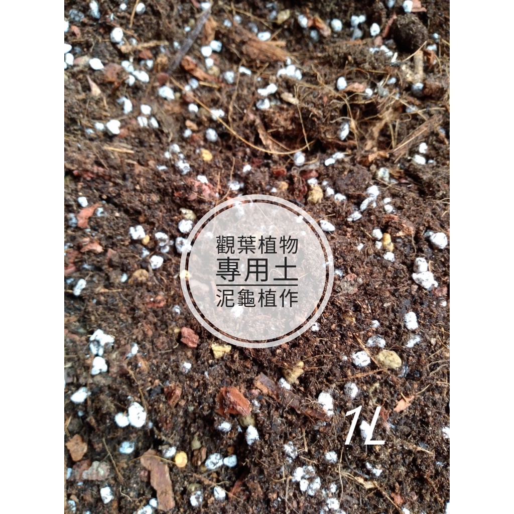 泥龜 新款觀葉植物 蕨類植物專用土 室內觀葉植物蕨類盆栽辦公室植栽多肉植物培養土介質園藝資材 蝦皮購物