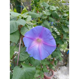 時和花坊 矮牽牛花 3吋盆 蝦皮購物