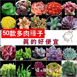 進口多肉種子 優惠推薦 21年7月 蝦皮購物台灣