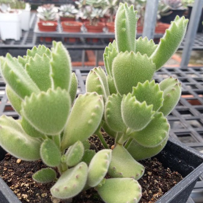 玉和軒多肉驛站 綠熊 熊童子 多肉植物 蝦皮購物