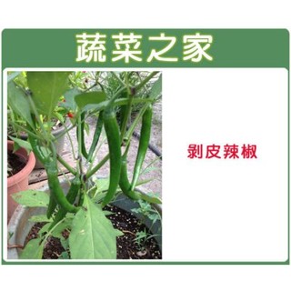 【蔬菜之家滿額免運】G74.剝皮辣椒種子100顆(小辣，適用於醃漬,製作剝皮辣椒)果菜類種子