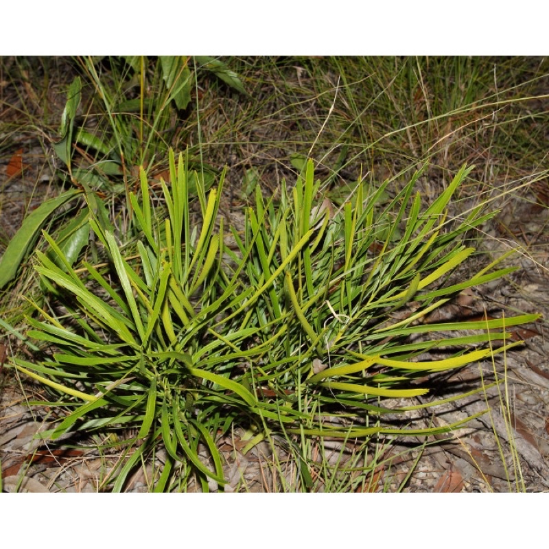 Macrozamia lomandroides 寬緣大澤米 蘇鐵 塊莖 塊根 非 霸王