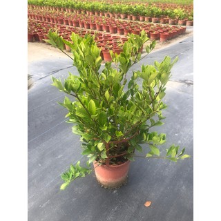 花花世界-圍籬植物 **工程用 玉堂春**-梔子花/5/6吋盆/高20-30cm/枝葉茂盛/MA