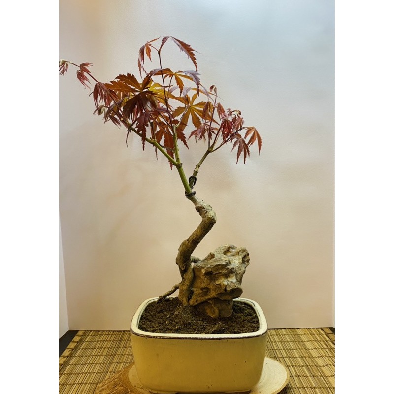 日本盆栽的價格推薦第24 頁 21年4月 比價比個夠biggo