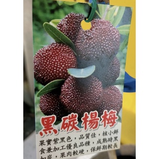 ★綠霖園藝★黑碳楊梅靠接苗高度60公分 觀賞植物/水果樹苗/新興果樹/果苗/嫁接/植物/盆栽
