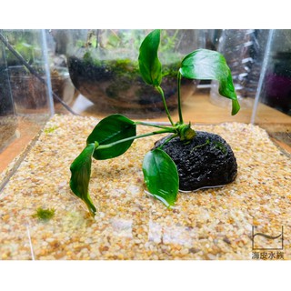 水草 魚缸 過濾設備 優惠推薦 21年10月 蝦皮購物台灣