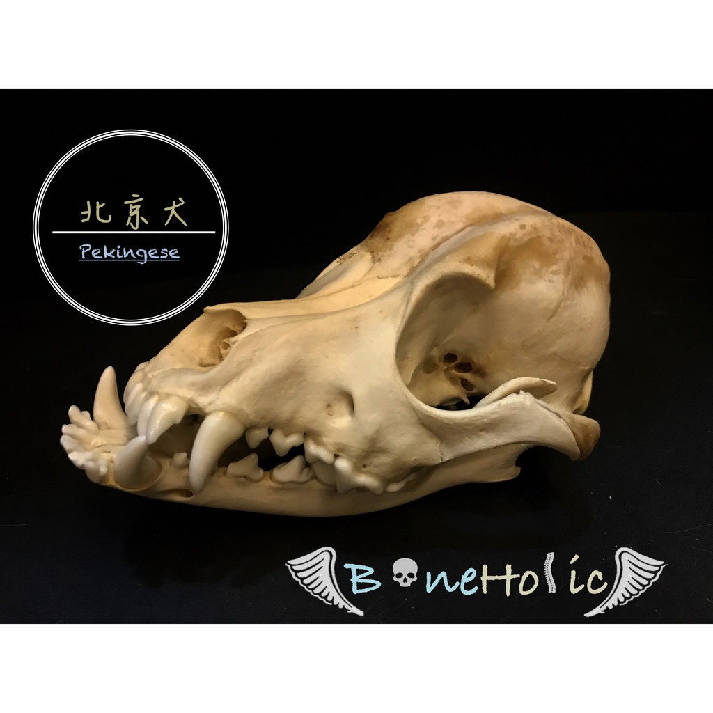 Boneholic 頭骨標本 北京犬 蝦皮購物