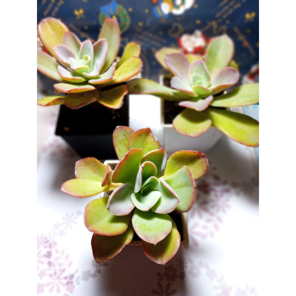 多肉植物 綠霓 3吋盆 含盆土 好照顧 新手推薦 蝦皮購物