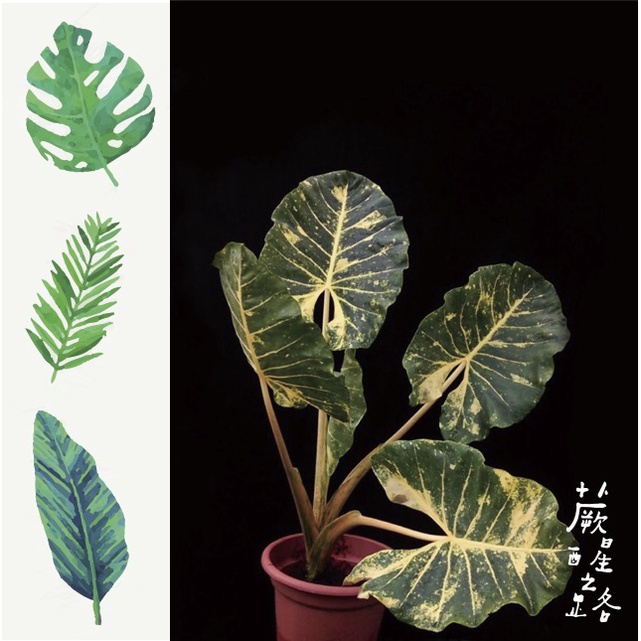 「蕨醒之路」新幾內亞金斑觀音蓮Alocasia "New Guinea Gold" 觀音蓮 大型 觀葉植物