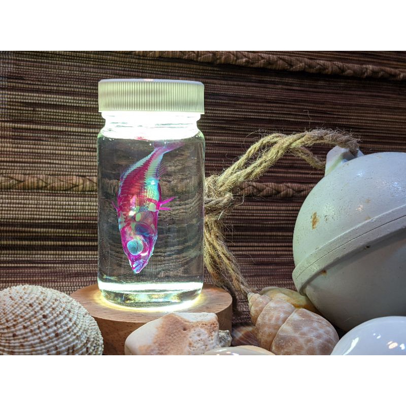 ［透明標本夜燈組合］三棘刺魚 雙色特別版 透明標本 透明魚標本 夜燈