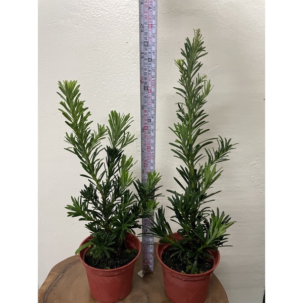 「藝樹植栽」雀舌羅漢松-觀葉植物-3寸硬盆