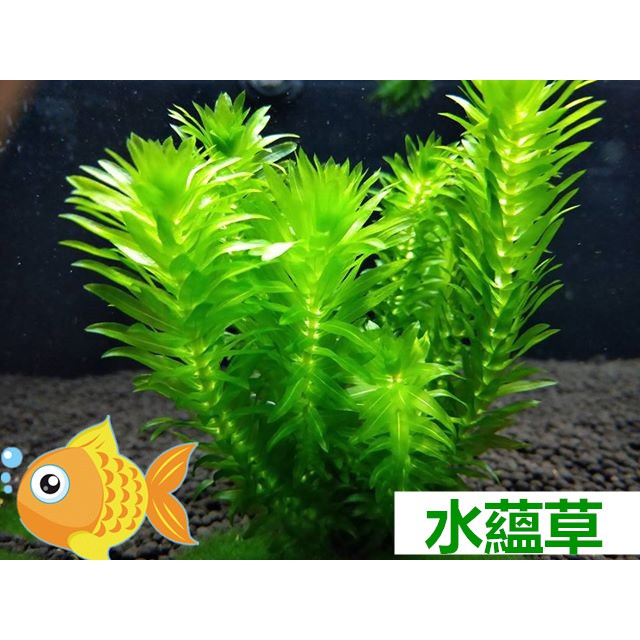 桃園水族 水蘊草10株一組中景草後景草陰性水草入門級水族造景 蝦皮購物