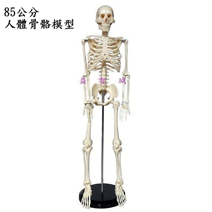 益智城《骨骼模型/教學人體模型/教學模型/骨頭模型/健康教育/教具》人體骨骼模型/人骨模型/人體骨架~85公分
