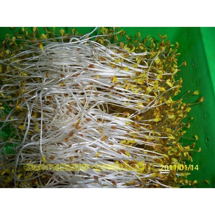 苜蓿種子 紫花 培育苜蓿芽 苜蓿草 600g裝 1斤 澳洲活鮮進口可水耕 土耕 煮食98 高發芽率 芽菜種子 蝦皮購物