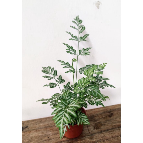銀脈鳳尾蕨盆栽 3吋盆 綠化植物