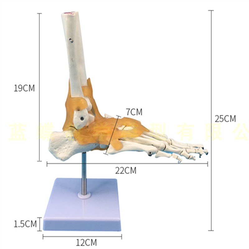 ♥❤人體骨骼 一比一成人人體腳關節功能帶韌帶模型 人體足部骨骼模型