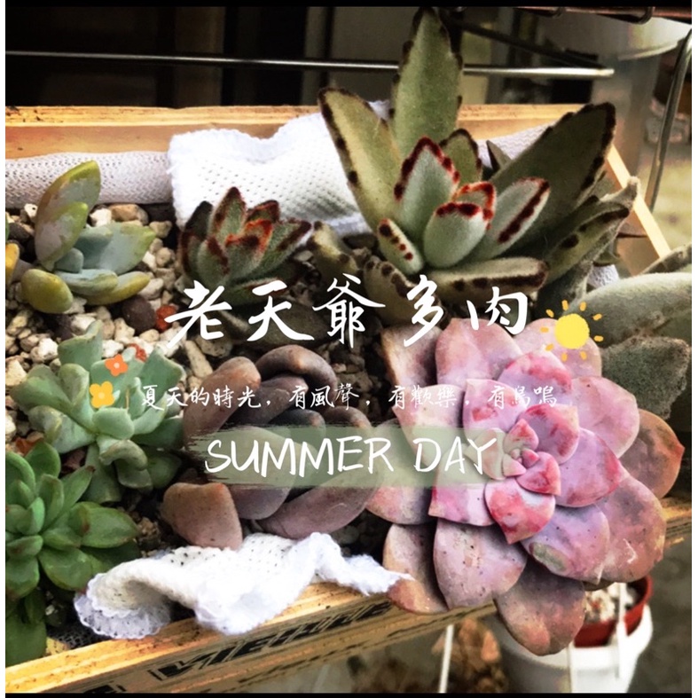 多種類更新 老天爺多肉 多肉植物多買多贈彎彎曲曲熊童子特葉玉蝶白星火祭超武雄仙人掌新手包砍頭葉孵 蝦皮購物