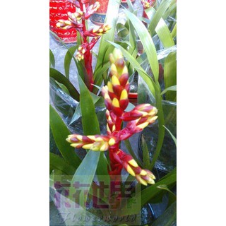 花花世界_年節商品--金穗鳳梨--觀賞鳳梨5吋盆高40CM