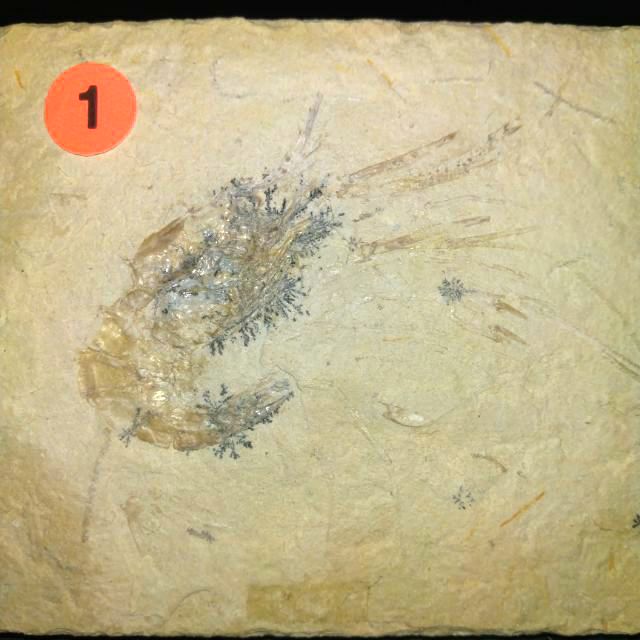 【化石的家】黎巴嫩果蝦化石（已售，請勿下單）