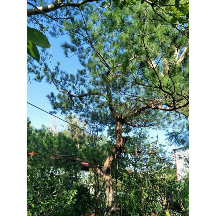 元茂園藝龍潭園區 大型/五葉松 塑型庭園樹/足三十年盆栽
