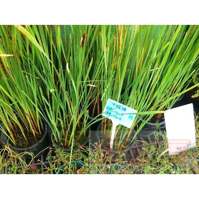 花田厝 水生植物 水蠟燭 香蒲 5 6吋盆高30 50cm 超取葉子會折彎出貨 蝦皮購物
