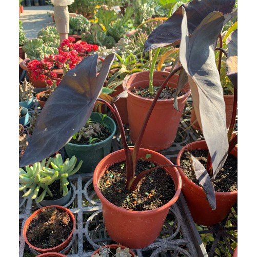 一禪種苗園-美麗的水生植物&lt;黑魔法水芋/黑葉水芋&gt;水生植物-5吋盆