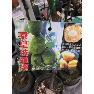 ★綠霖園藝★泰皇波羅蜜 靠接苗高度約70公分 水果樹苗/新興果樹/果苗/嫁接/植物/盆栽