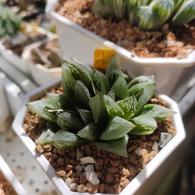 購自sp 17 1 雙頭附自製花牌百合多肉植物肉部屋壽皮克大 蝦皮購物