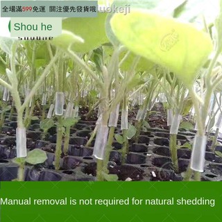 西瓜苗的價格推薦 21年5月 比價撿便宜