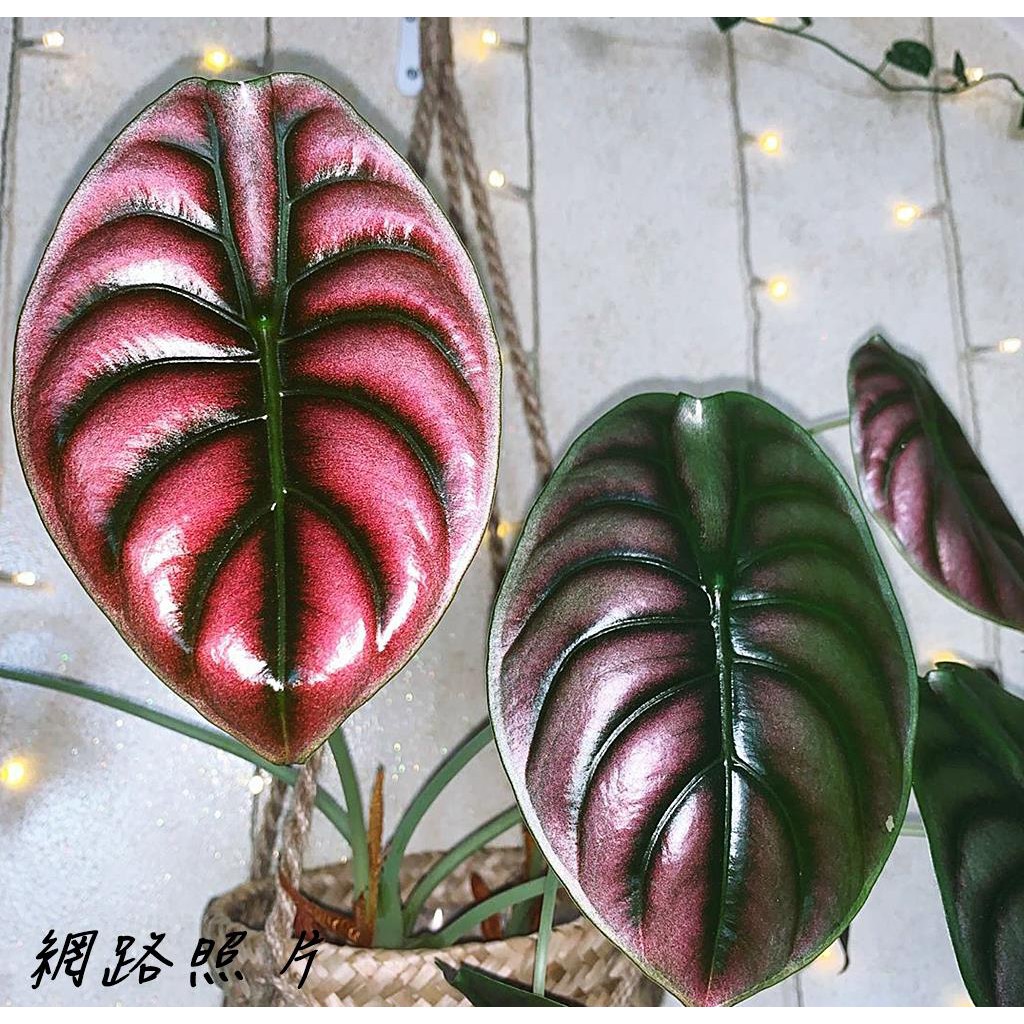 (柯比植物)雨林觀葉植物 天南星 銅鏡紅龍觀音蓮  Alocasia cuprea "Red secret"