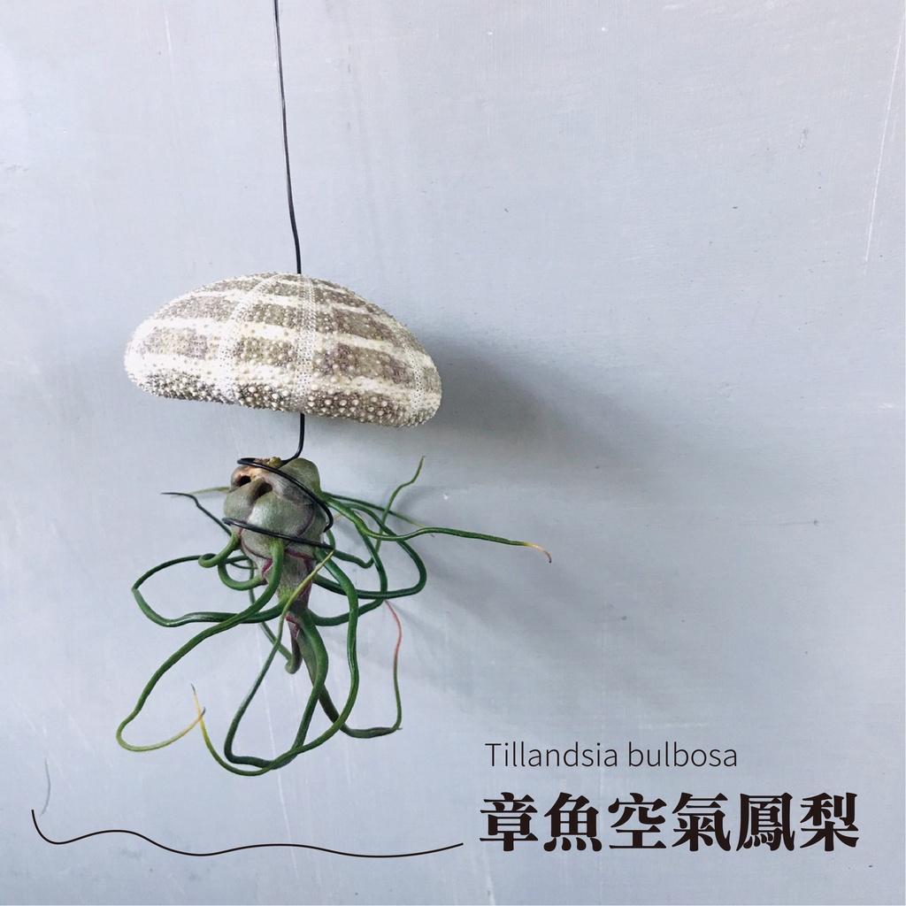 【章魚空氣鳳梨】可挑 大隻 虎斑章魚 小章魚空鳳Tillandsia bulbosa  體型成熟 穩定好照顧