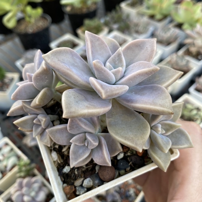 紅瓦仙肉屋朧月 多肉植物 石蓮花 可食用 一物一拍編號 59 蝦皮購物