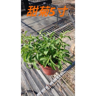 甜菊 天然甘味 stevia