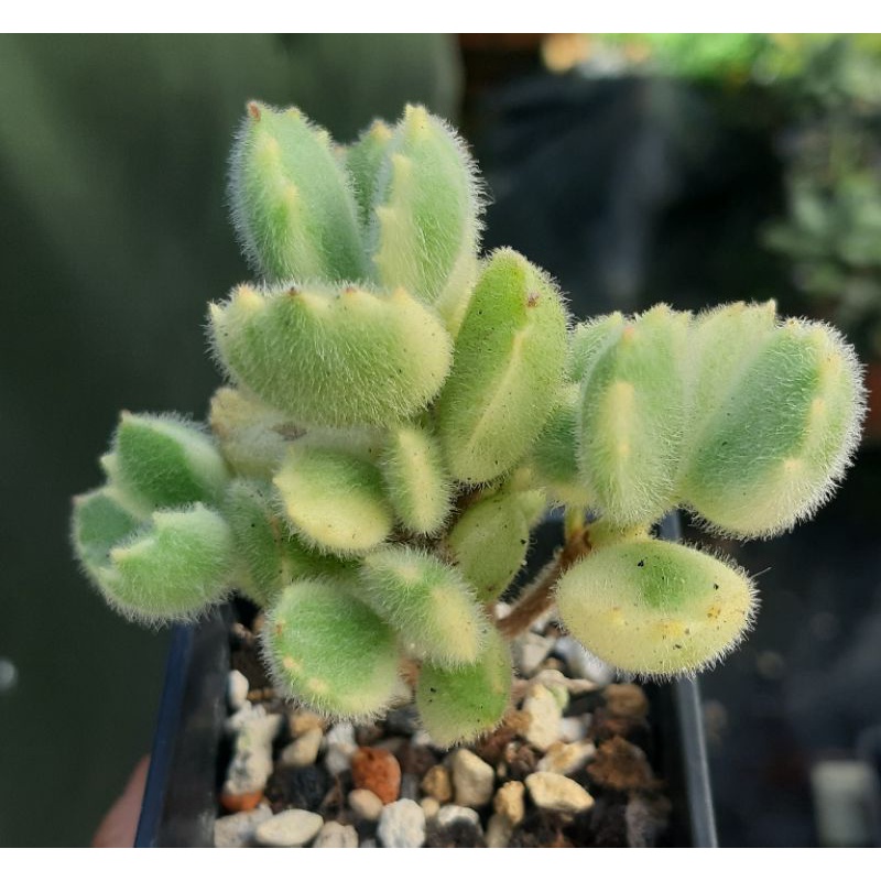 多肉植物黃熊童子的價格推薦 22年9月 比價比個夠biggo