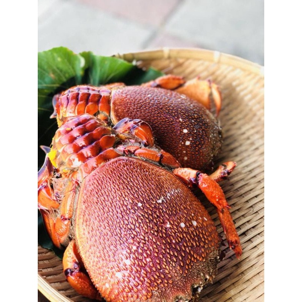 野生活凍旭蟹 高級食材 飯店 宴會 晚宴 海鮮 食材 生鮮 螃蟹 野生 台中 可自取