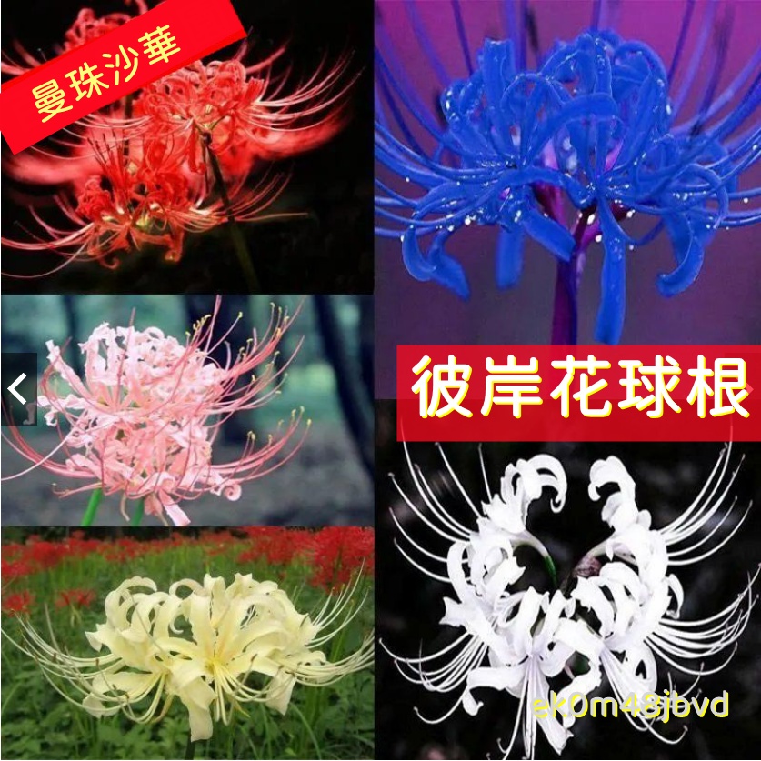 彼岸花球根的價格推薦 22年3月 比價比個夠biggo