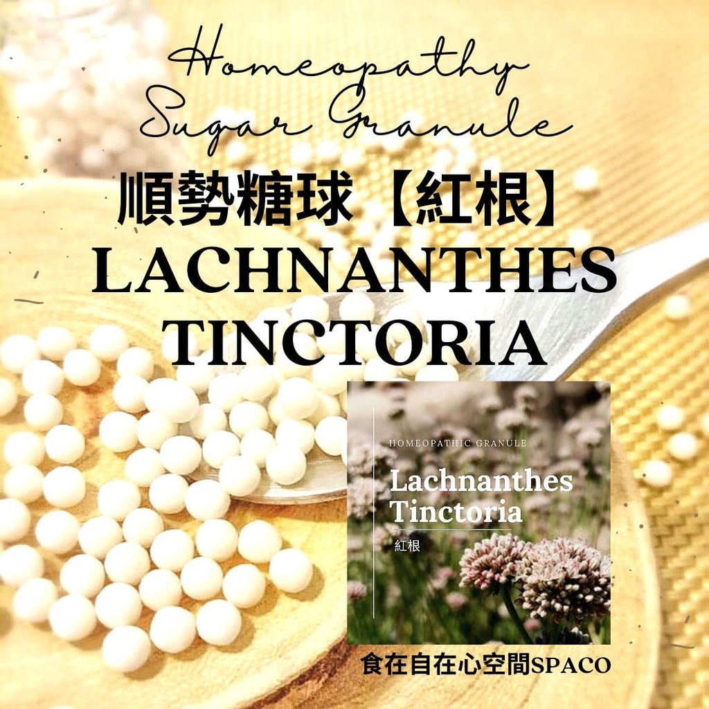 順勢糖球【紅根●Lachnanthes Tinctoria】Homeopathic Granule（頸上添花／胸廓／寒）