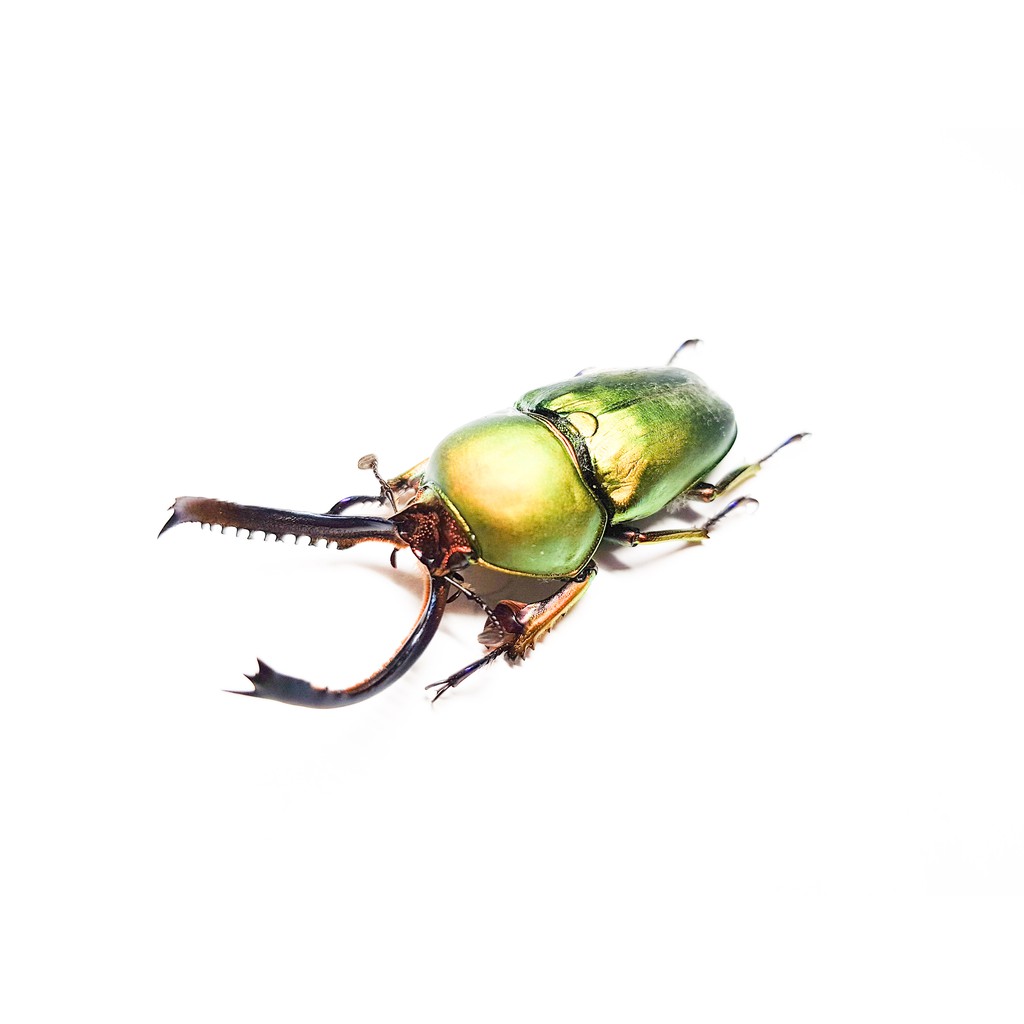【黃金蟲蘭 網路商店】阿爾法克金鍬形蟲 15~39mm 標本(適合當教學材料)