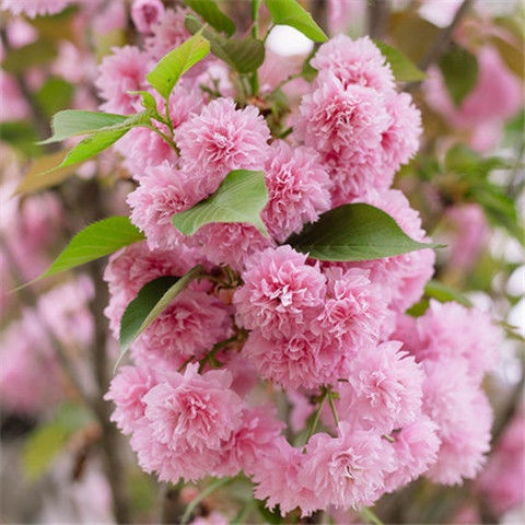 進口日本櫻花種子 Cerasus sp 四季開花林木花卉種子 室內外桌面觀花盆栽易種活
