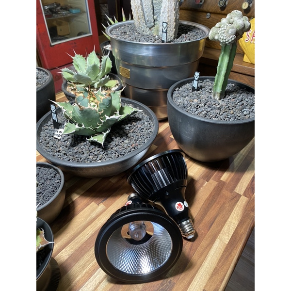Mr Beard專業植物燈紅狐植物燈 全光譜 w 鬼棲閣 多肉 塊根 龜甲 龍舌蘭龍 秒出貨 蝦皮購物