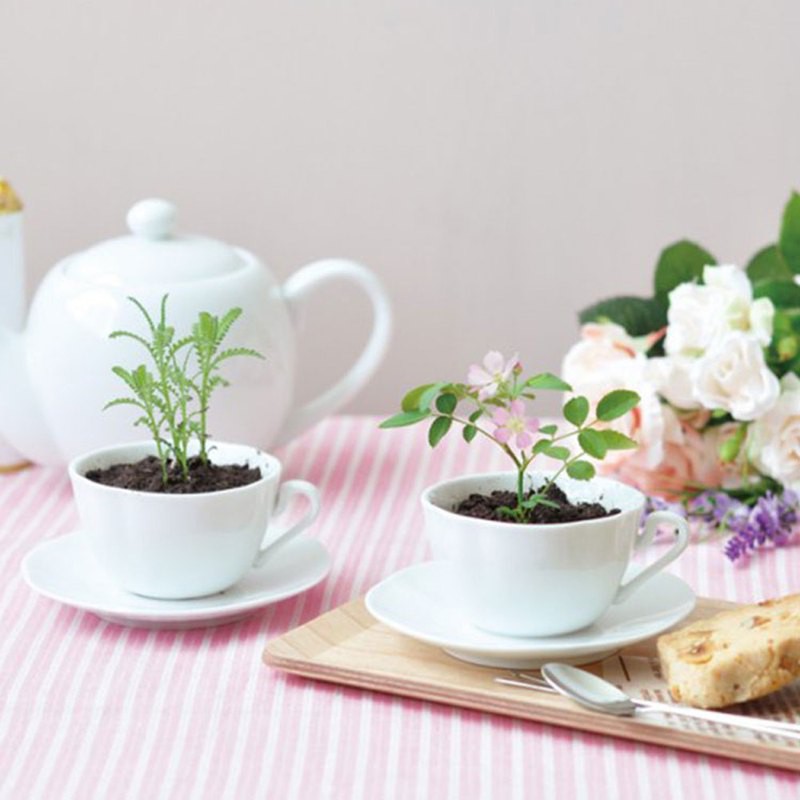 【福利品特賣會】Tea cup Lavender下午茶系列栽培盆器 / 薰衣草 (茶杯/薰衣草/植栽組/少女盆器)