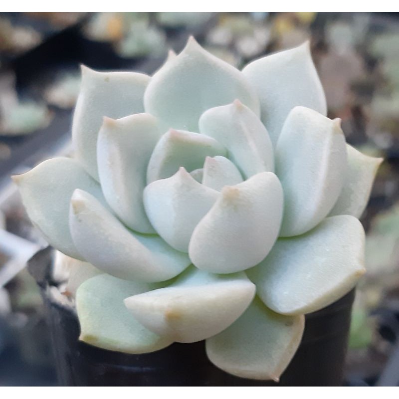 多肉植物白牡丹2寸 蝦皮購物