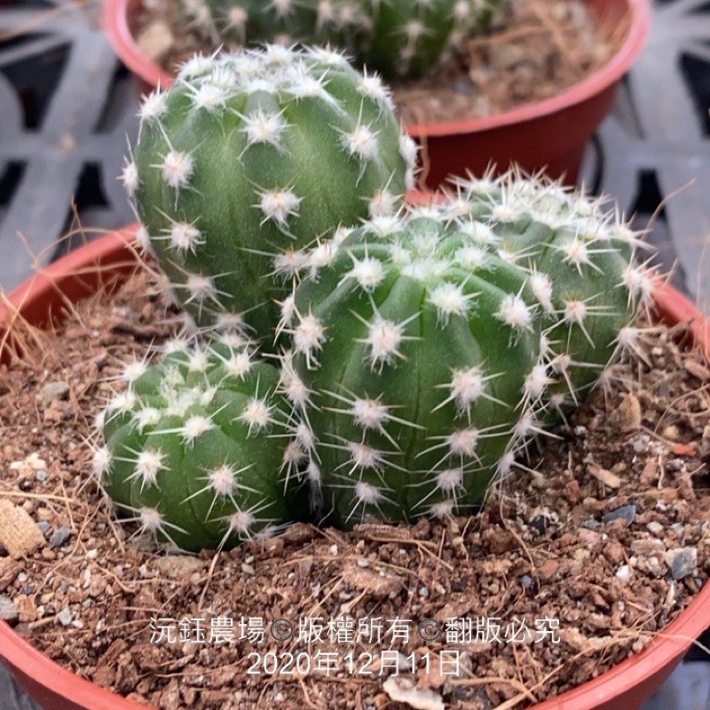 沅鈺農場仙人掌短毛丸 蝦皮購物